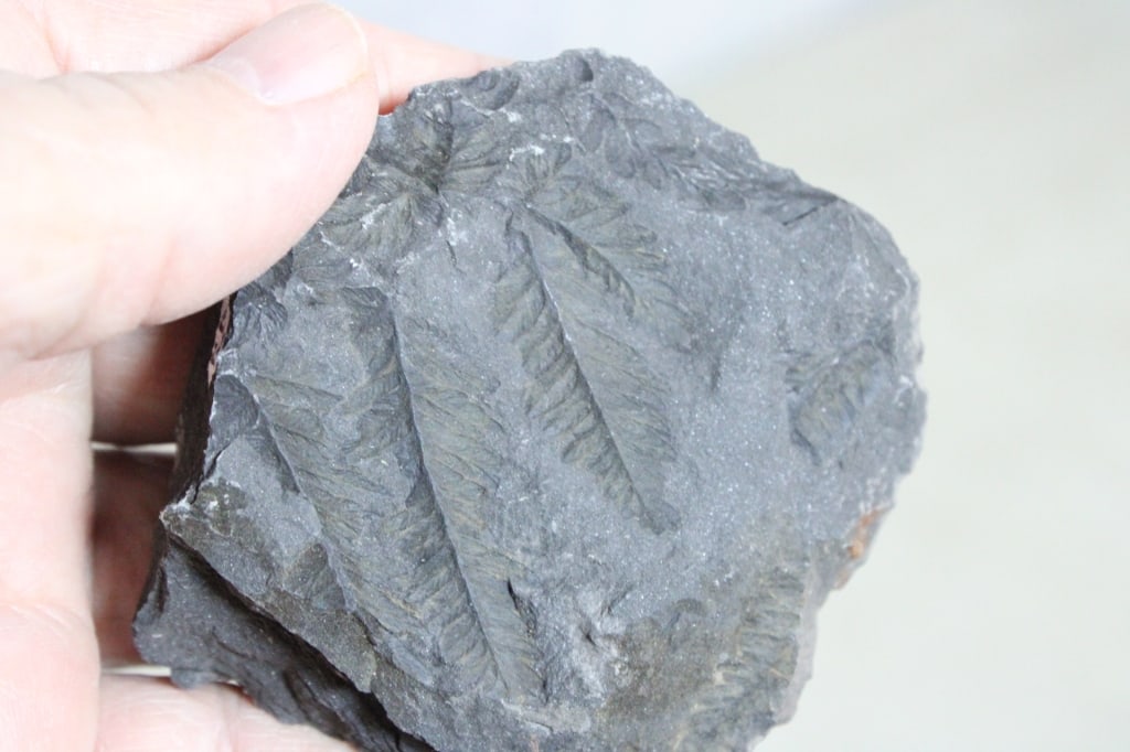 Assorted Geological Fossils - 12