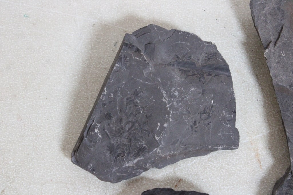 Assorted Geological Fossils - 3