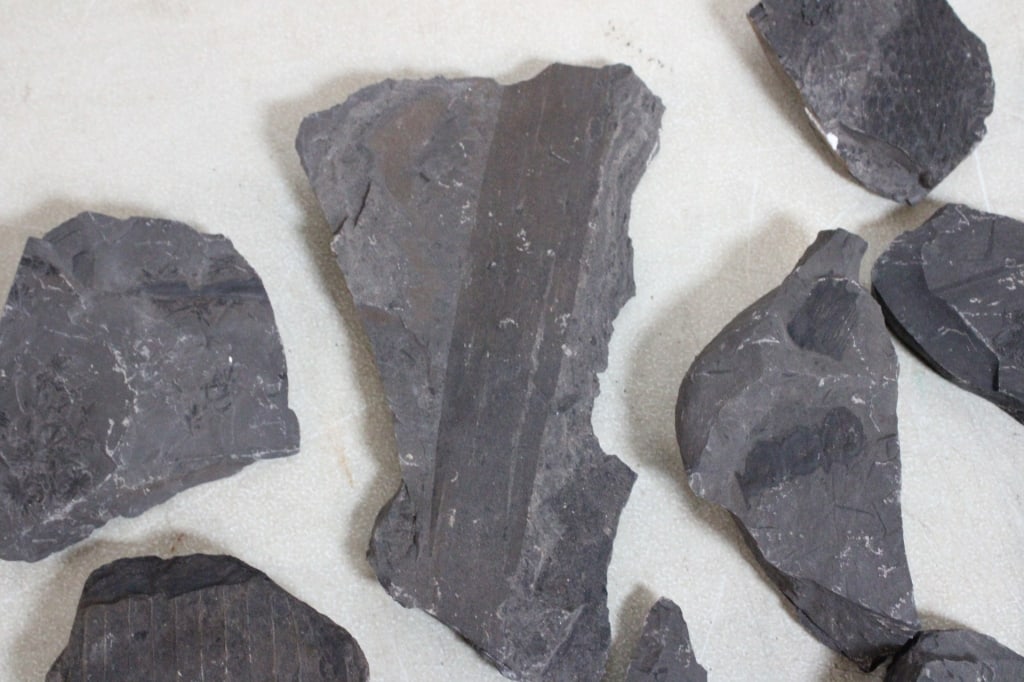 Assorted Geological Fossils - 4