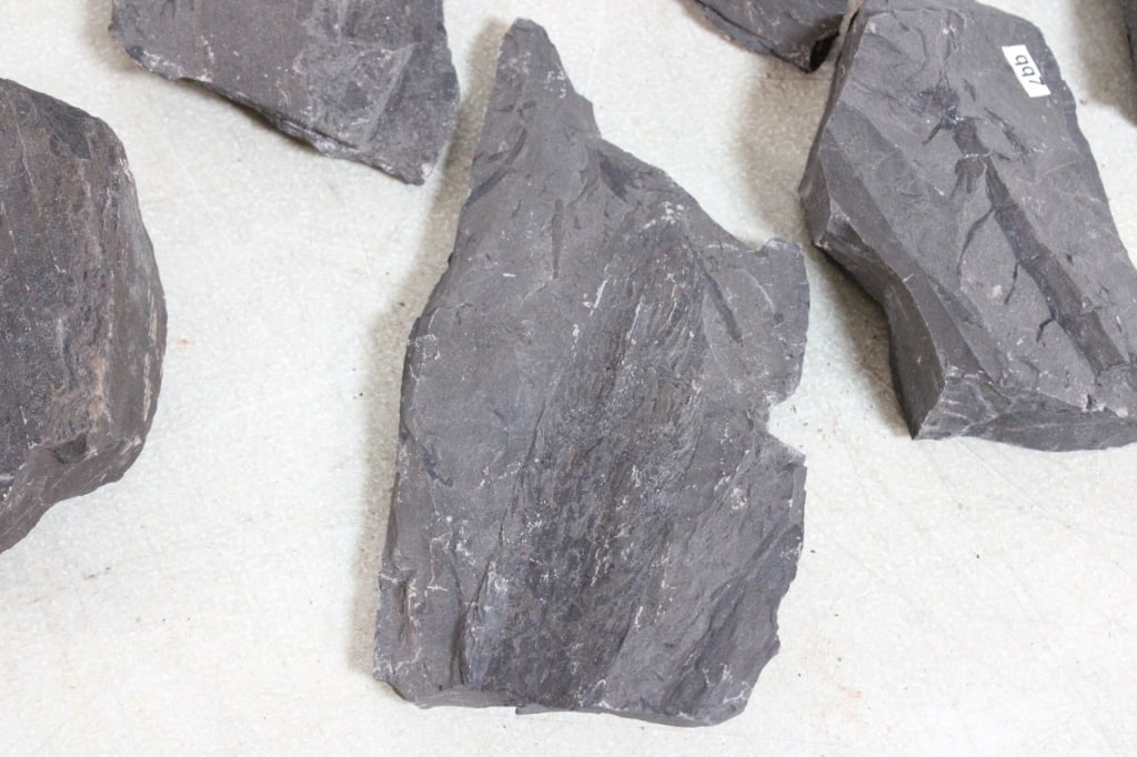 Assorted Geological Fossils - 5