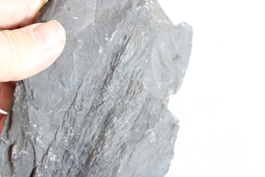 Assorted Geological Fossils - 6