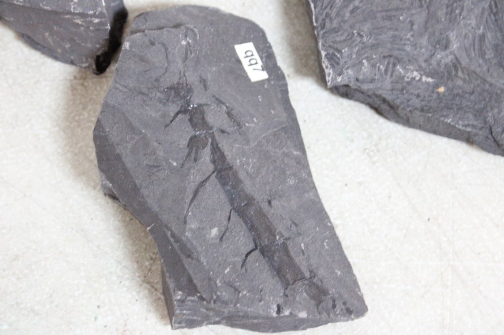 Assorted Geological Fossils - 7