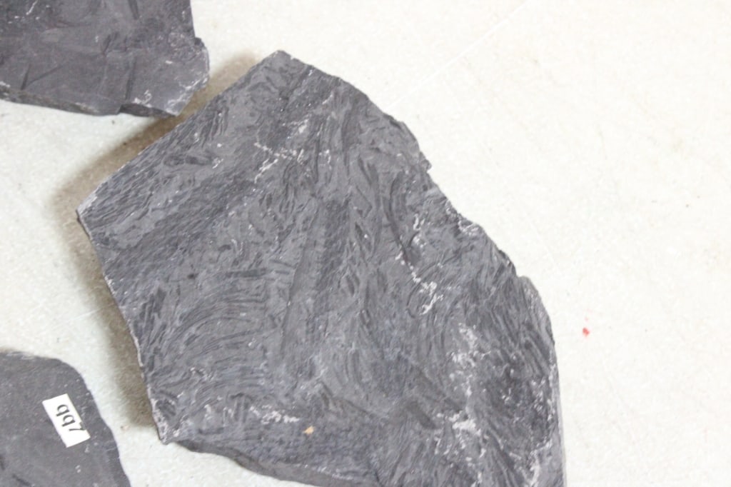 Assorted Geological Fossils - 8