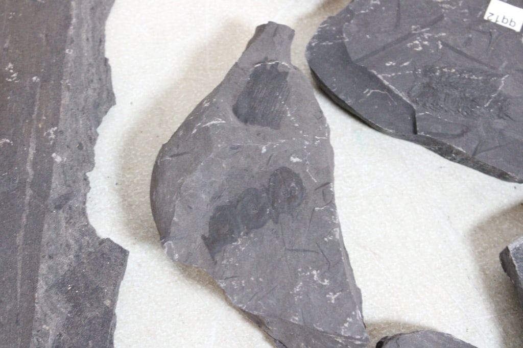 Assorted Geological Fossils - 9