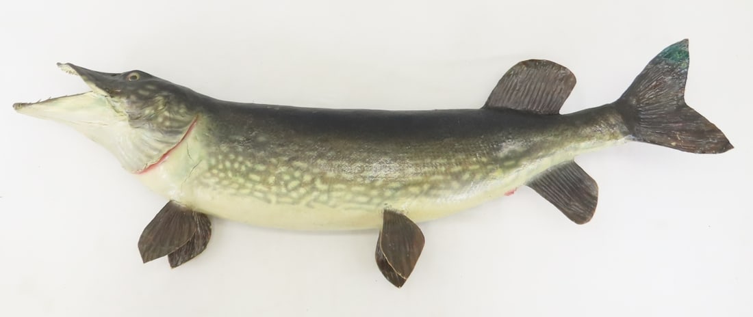 Vintage Taxidermy Fish Mounts, Cobia & Northern - 12