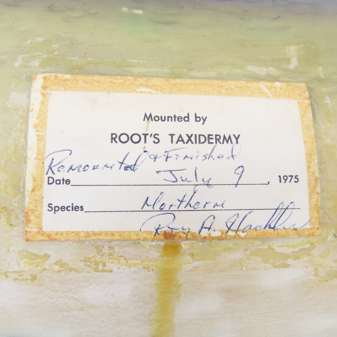 Vintage Taxidermy Fish Mounts, Cobia & Northern - 19