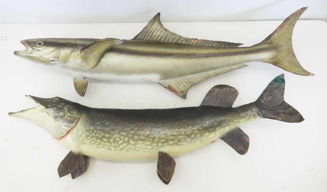 Vintage Taxidermy Fish Mounts, Cobia & Northern: Vintage Taxidermy Fish Mounts, Cobia & Northern - Northern Pike was mounted in 1975 per label on back. Shipped in 2 Boxes. Lot #1: 41 x 15 x 8", 13 lbs, Lot #2: 44 x 16 x 10", 9 lbs All information an