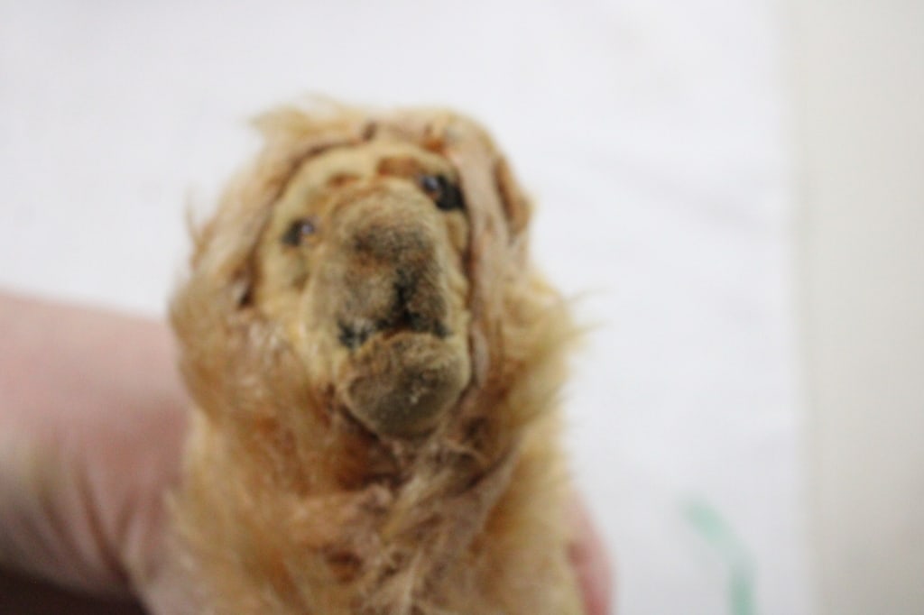 Antique Straw Stuffed Wind Up and Other Animals - 16