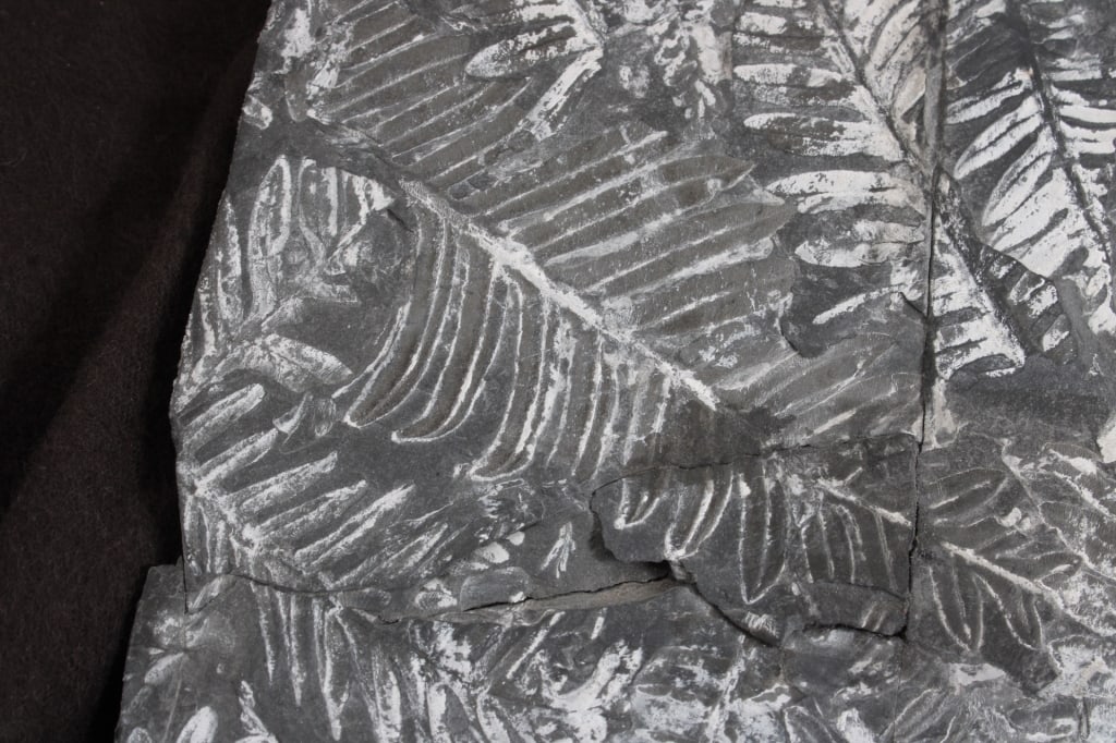 Pennsylvania Fern Fossil Slab - 10