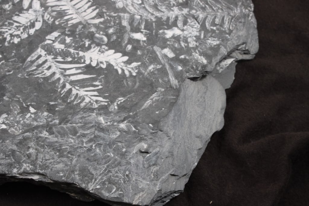 Pennsylvania Fern Fossil Slab - 11