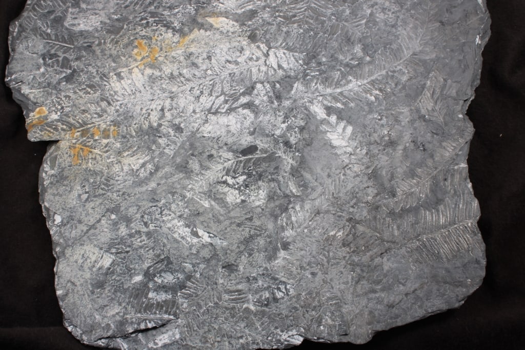 Pennsylvania Fern Fossil Slab - 12