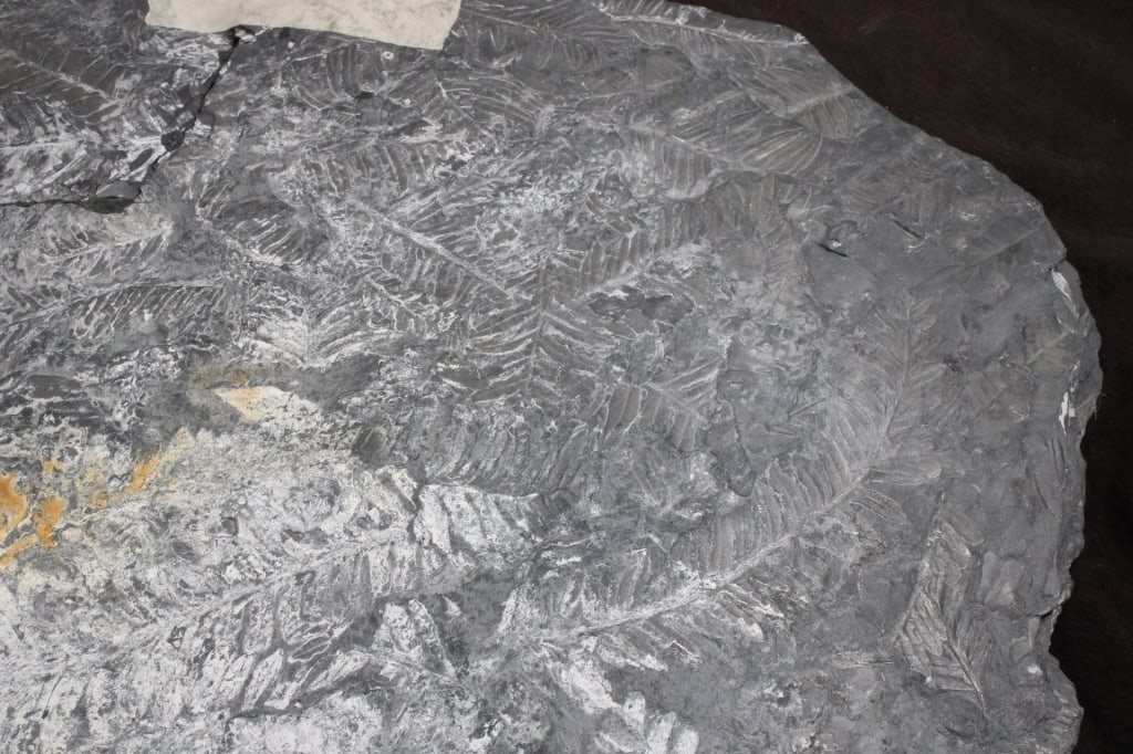 Pennsylvania Fern Fossil Slab - 13