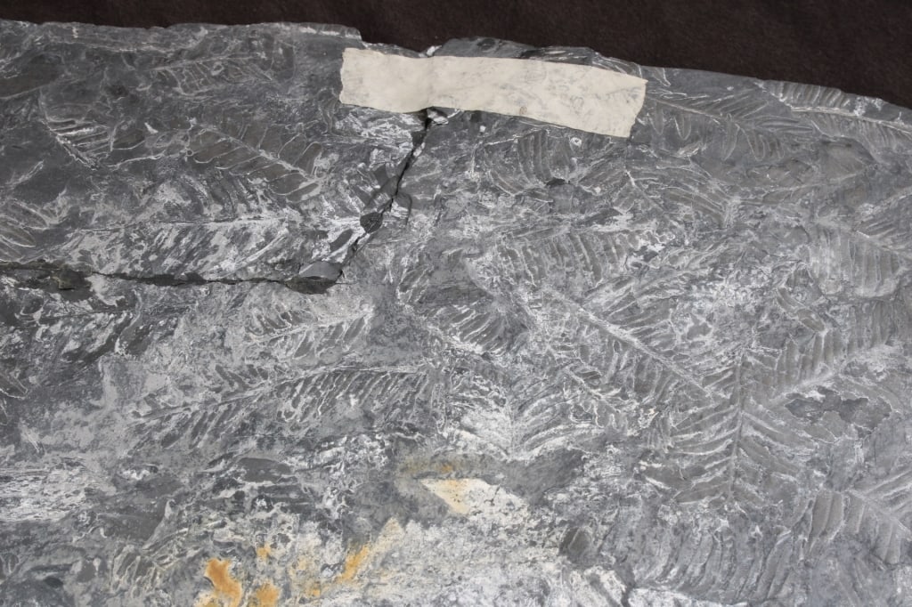 Pennsylvania Fern Fossil Slab - 14