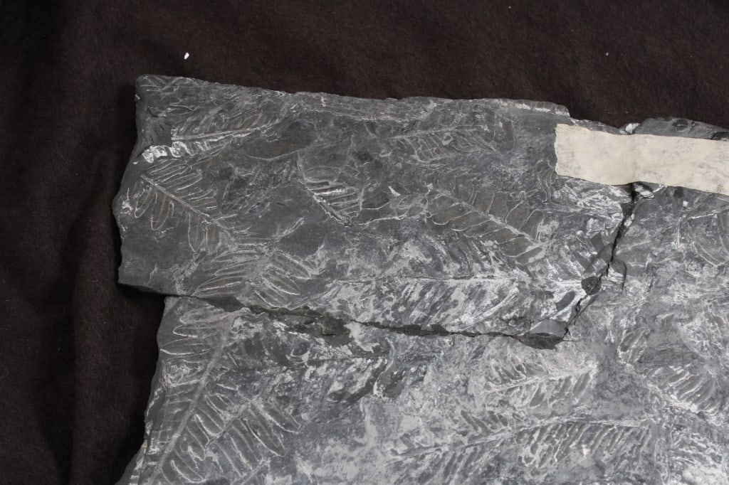 Pennsylvania Fern Fossil Slab - 15