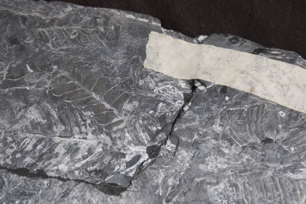 Pennsylvania Fern Fossil Slab - 16