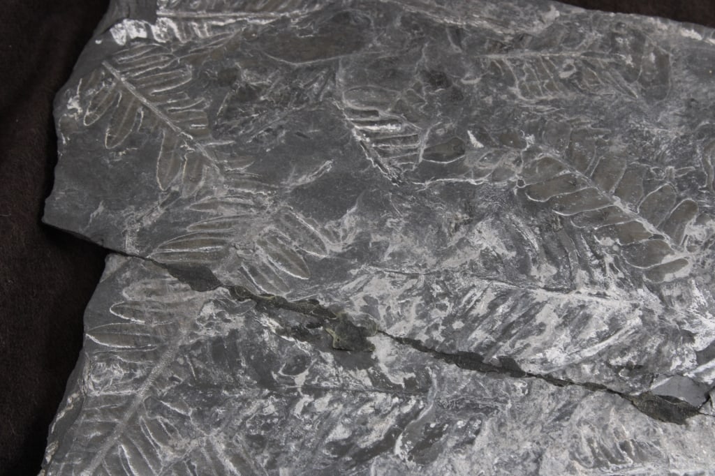 Pennsylvania Fern Fossil Slab - 17