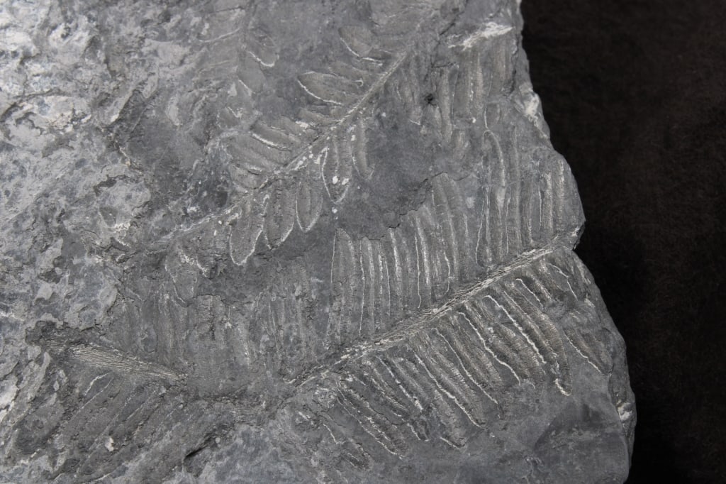 Pennsylvania Fern Fossil Slab - 18