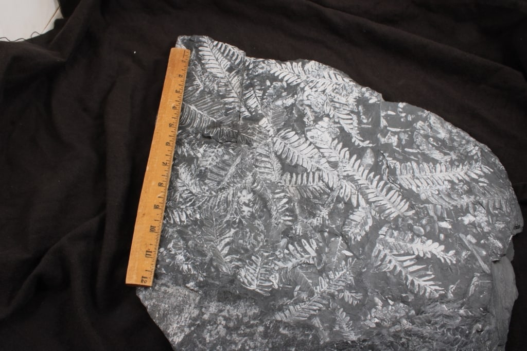 Pennsylvania Fern Fossil Slab - 19