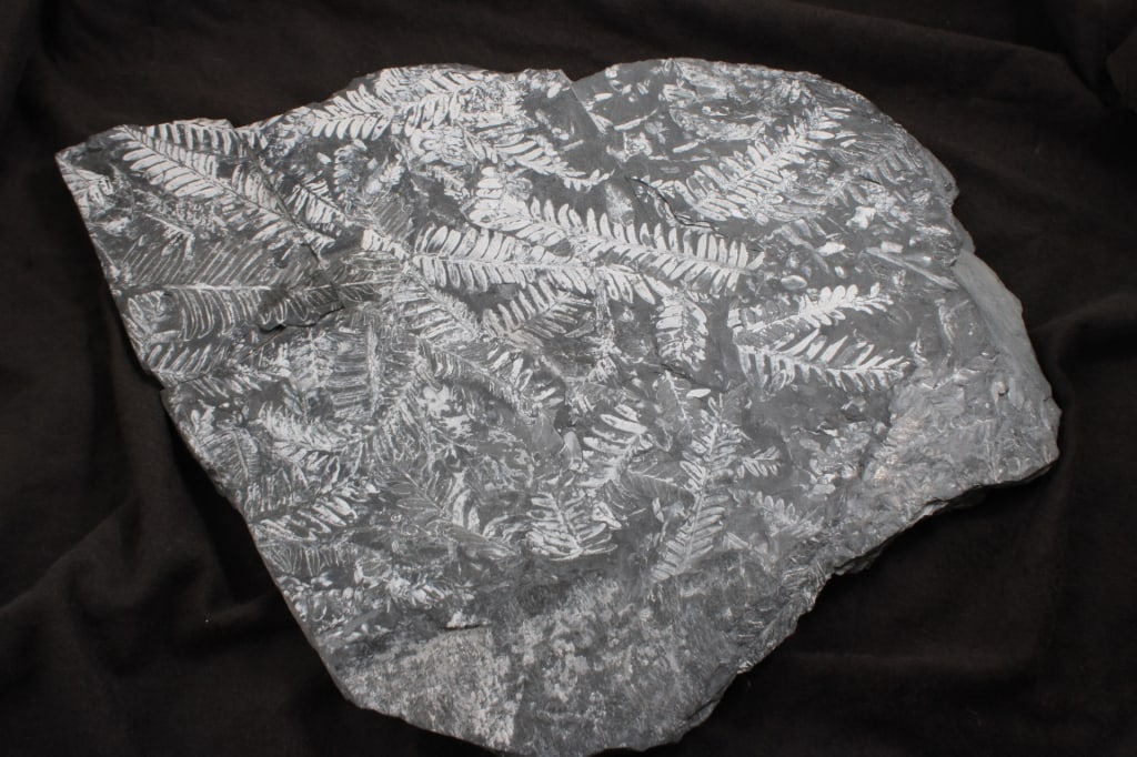Pennsylvania Fern Fossil Slab: Pennsylvania Fern Fossil Slab - Lot Size 17" x 16.5" x 1". 12 Lbs. All information and photos are intended to be as accurate as possible, but errors are possible. No item may be returned or