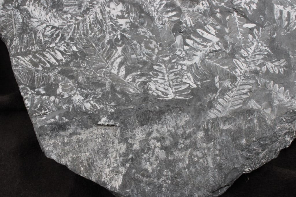 Pennsylvania Fern Fossil Slab - 2