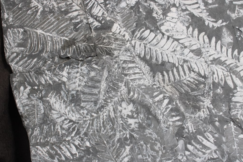 Pennsylvania Fern Fossil Slab - 3