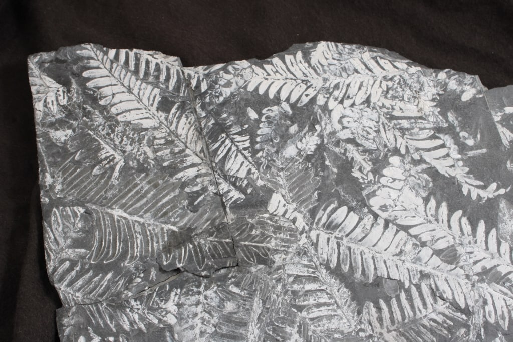 Pennsylvania Fern Fossil Slab - 4
