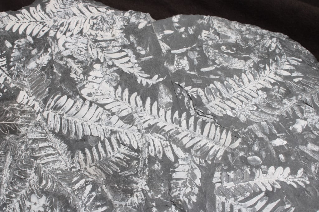 Pennsylvania Fern Fossil Slab - 5