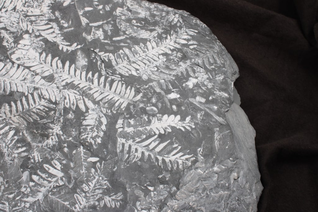 Pennsylvania Fern Fossil Slab - 6