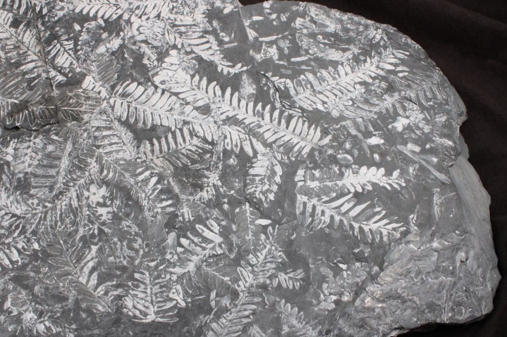 Pennsylvania Fern Fossil Slab - 7