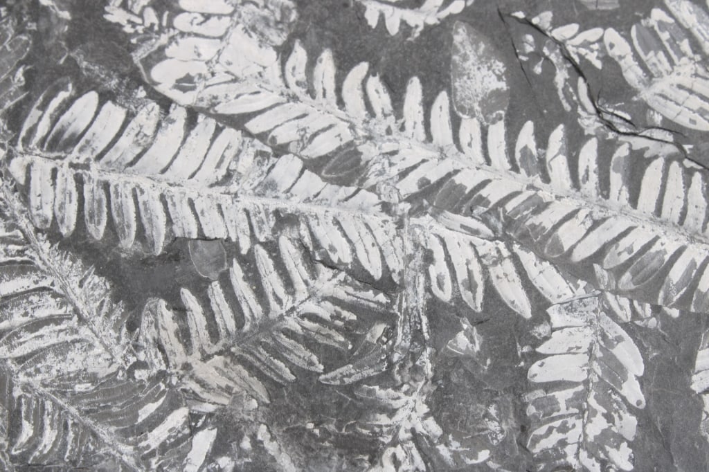 Pennsylvania Fern Fossil Slab - 8