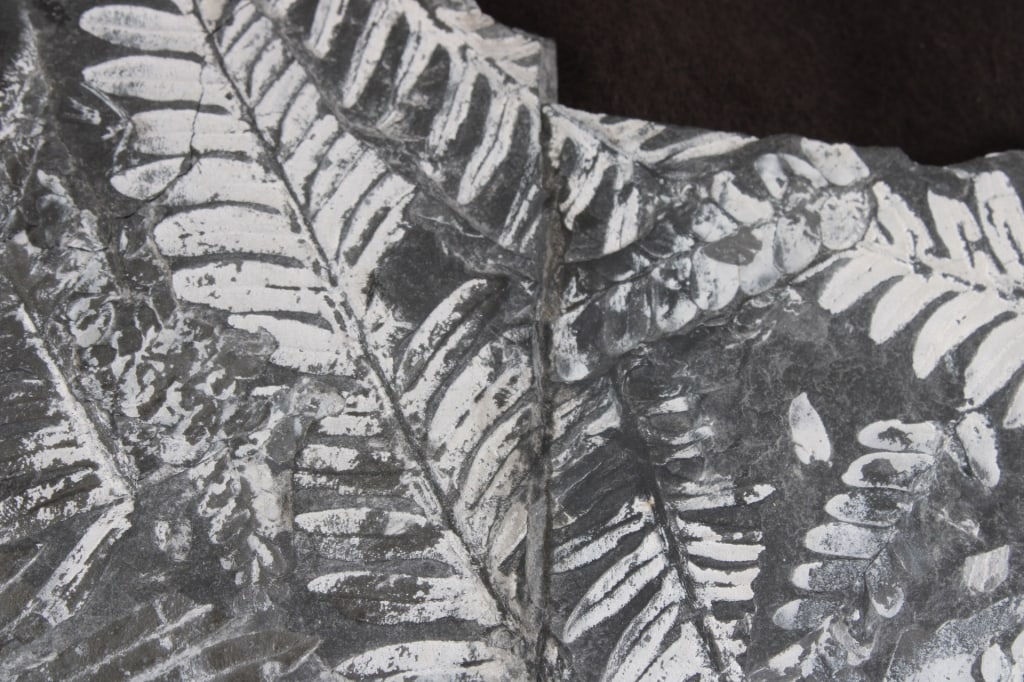 Pennsylvania Fern Fossil Slab - 9