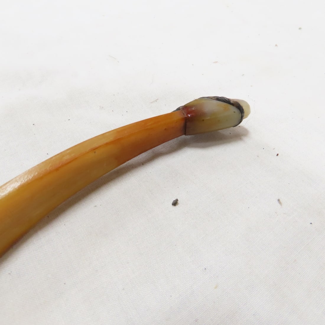 Vintage Paul Bunyan & Actionbow Recurve Bows - 11