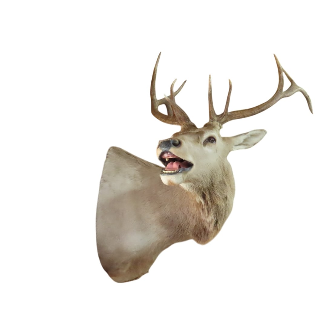 Elk Shoulder Mount with Turned Head - 2