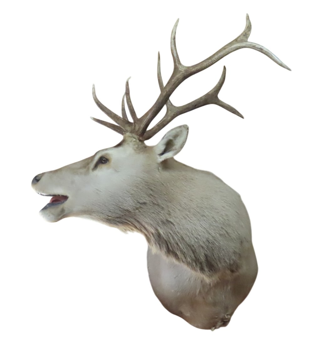 Elk Shoulder Mount with Turned Head - 3