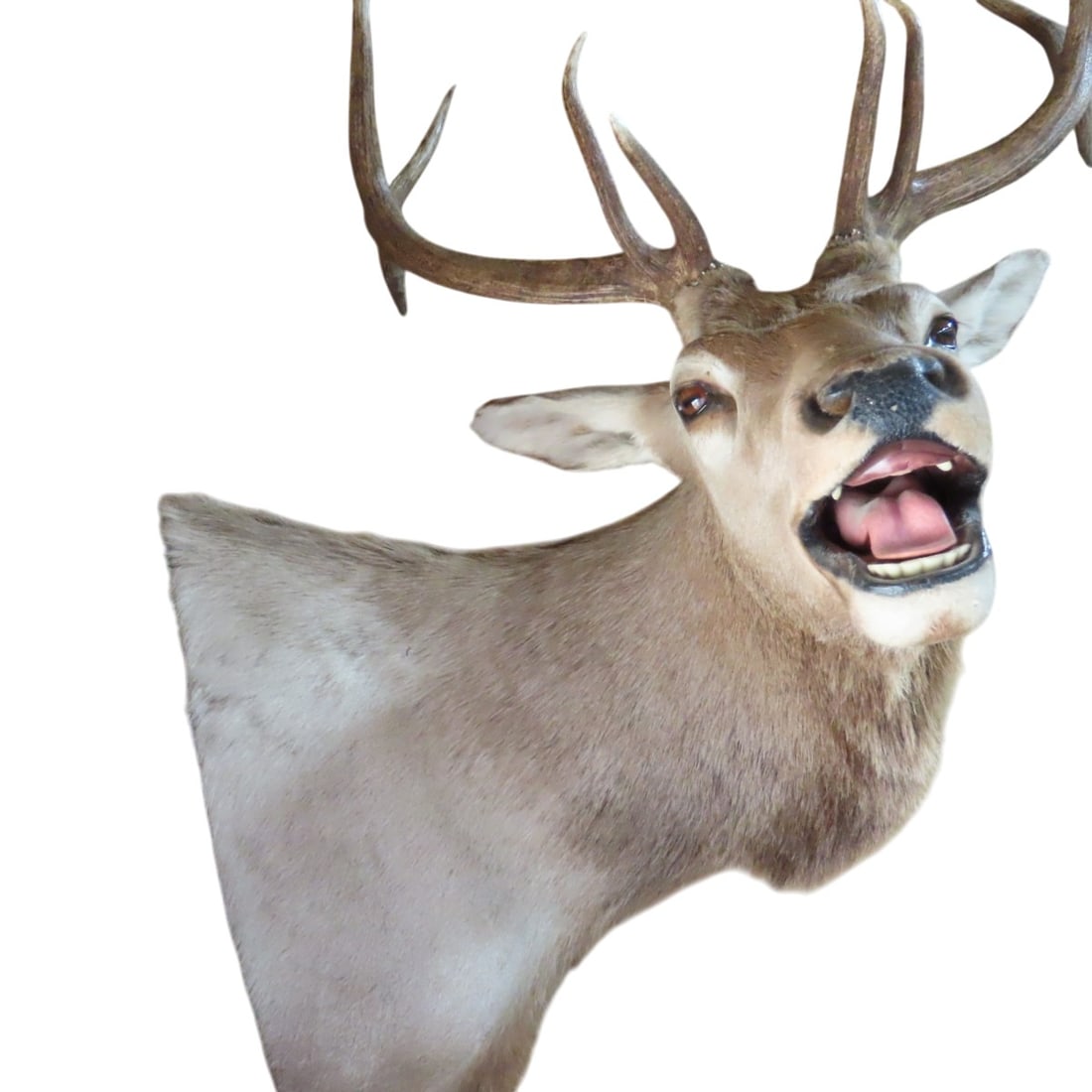 Elk Shoulder Mount with Turned Head - 4