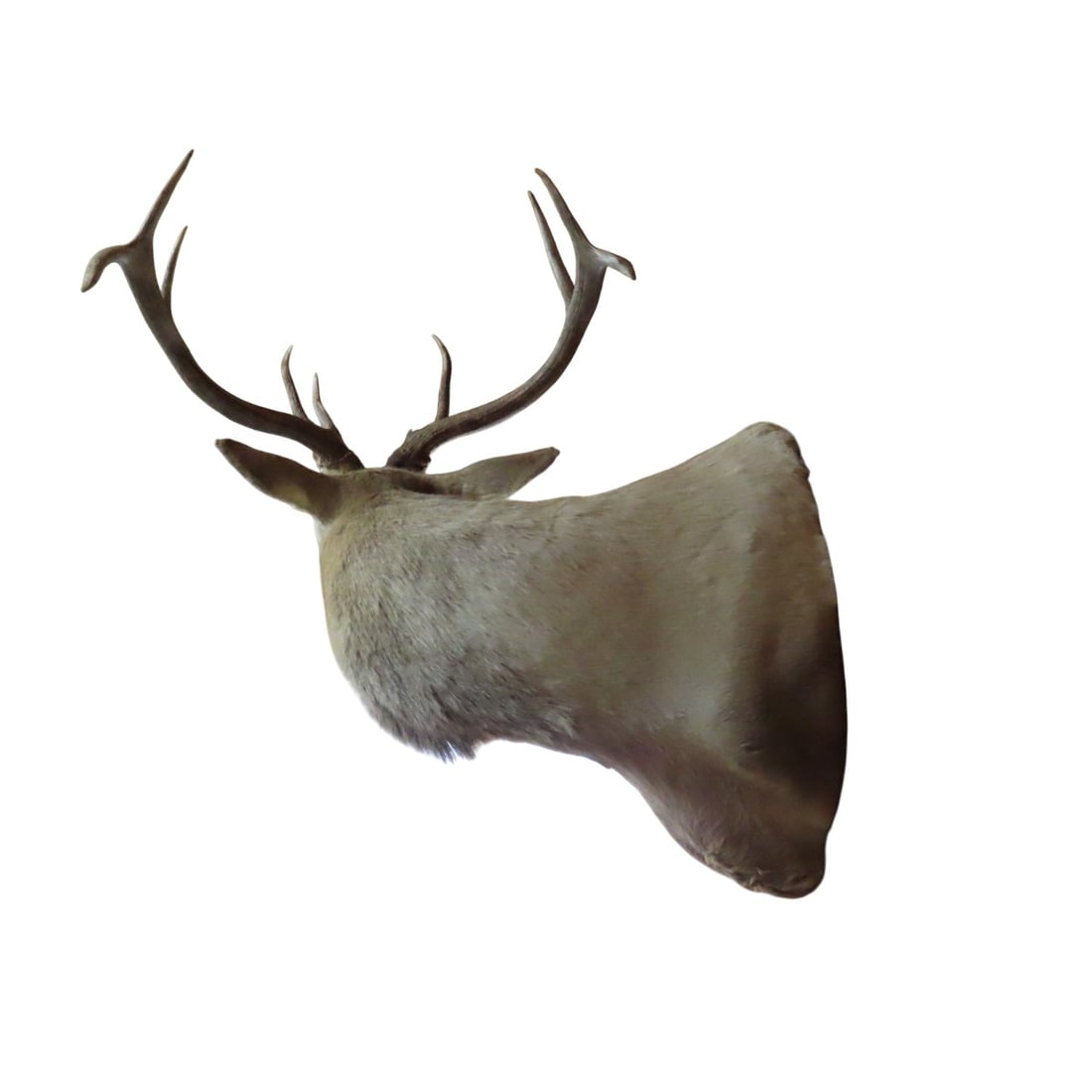 Elk Shoulder Mount with Turned Head - 5