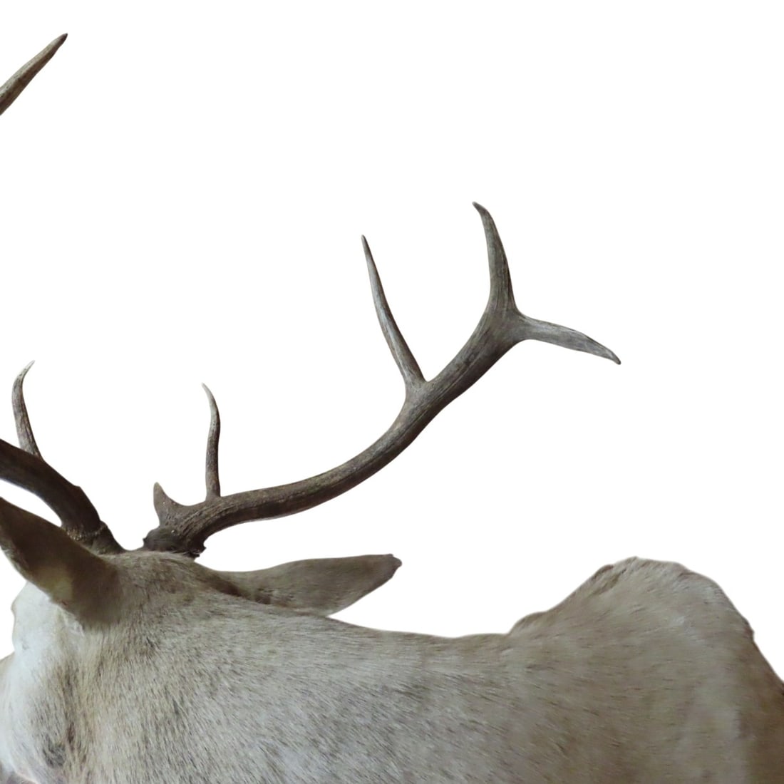 Elk Shoulder Mount with Turned Head - 6