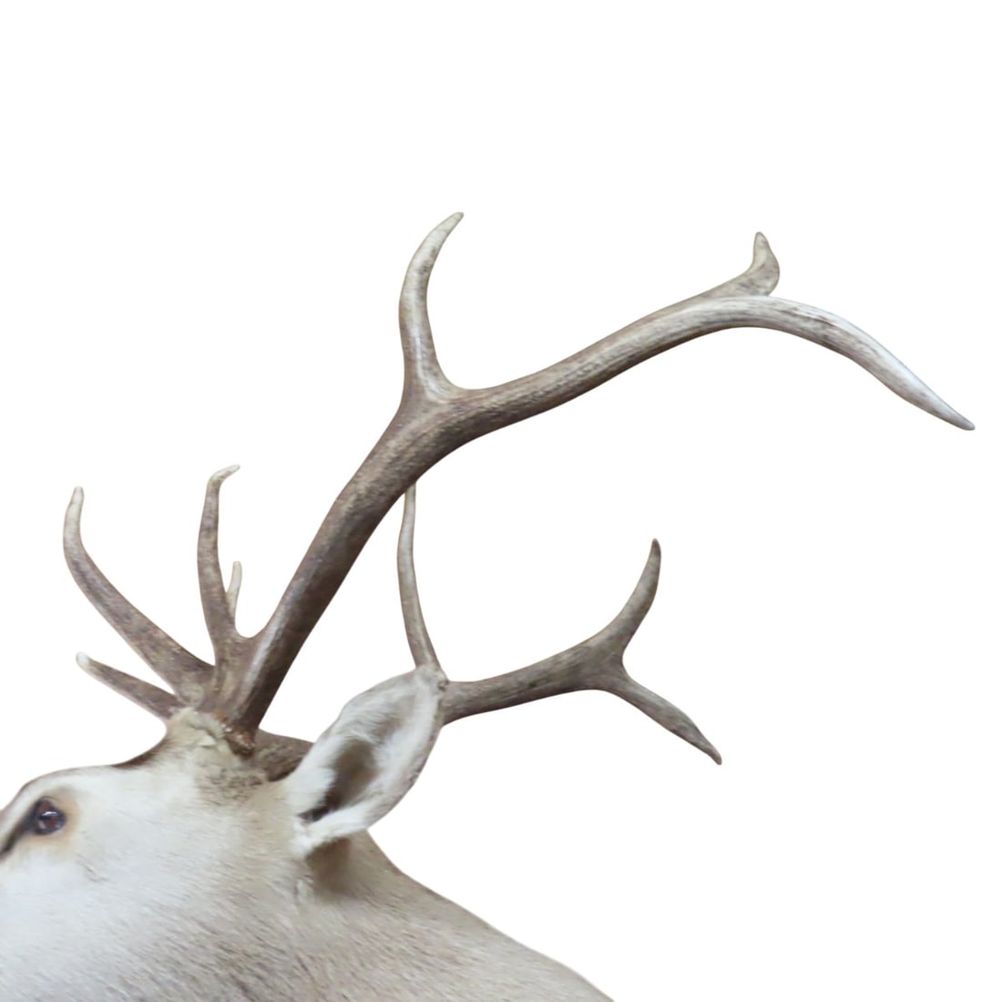 Elk Shoulder Mount with Turned Head - 7
