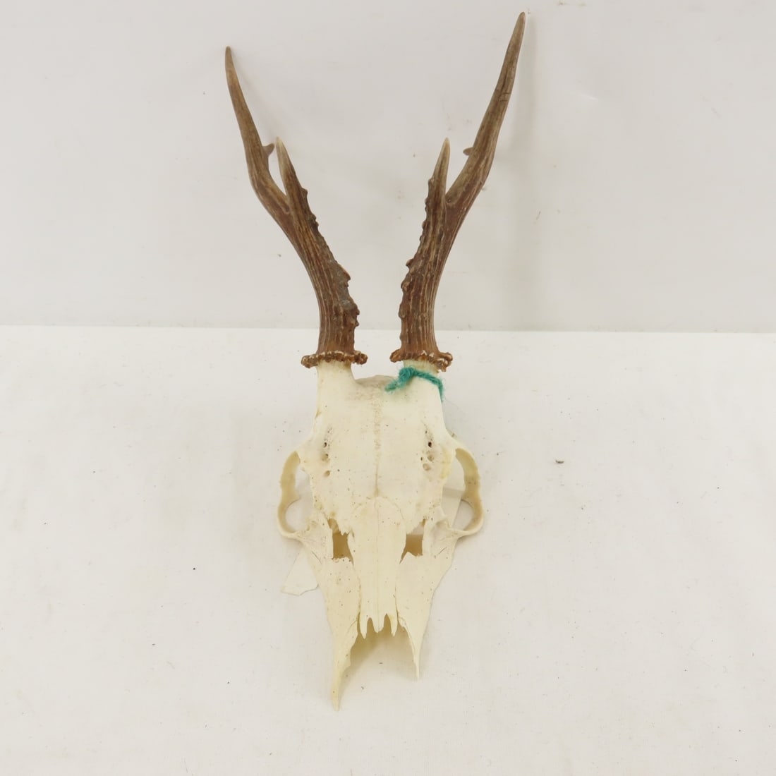 3 German Roe Deer Skulls with Horns - 2