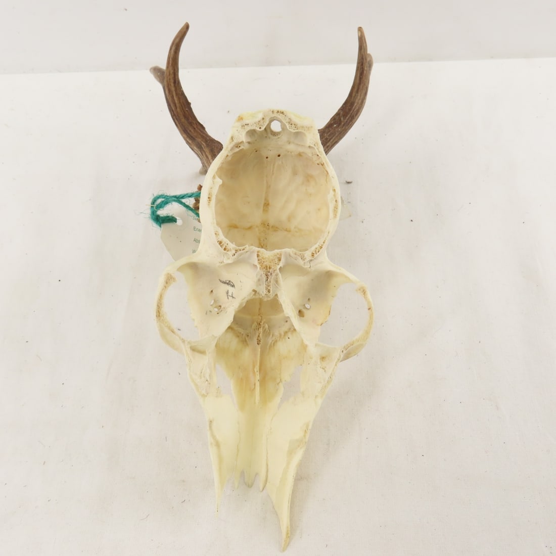 3 German Roe Deer Skulls with Horns - 3