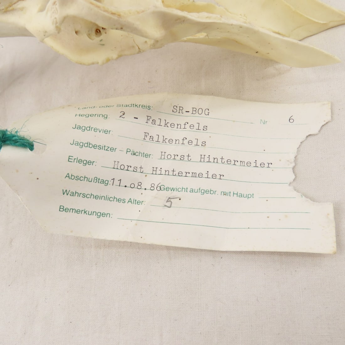 3 German Roe Deer Skulls with Horns - 4