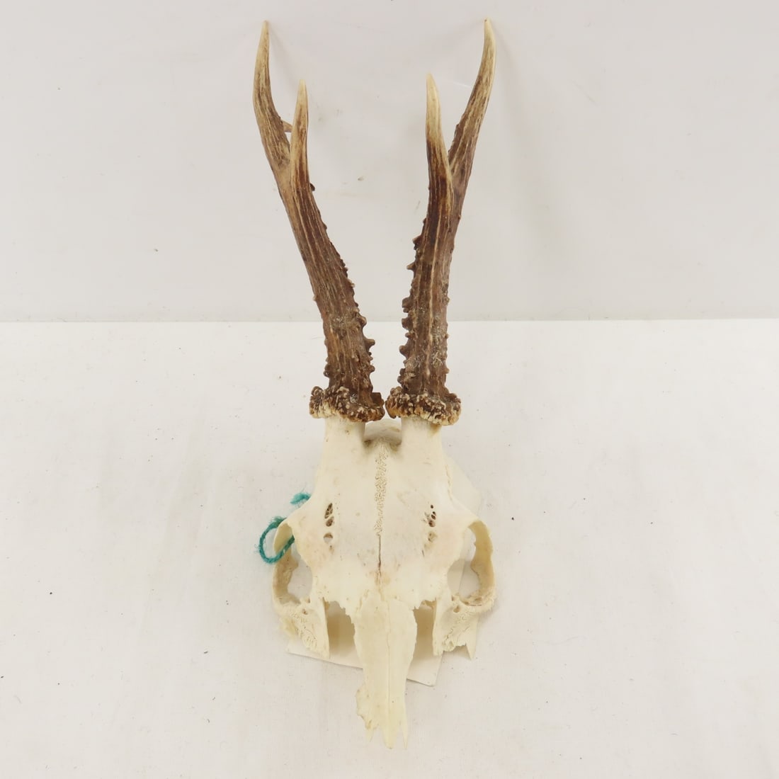 3 German Roe Deer Skulls with Horns - 5