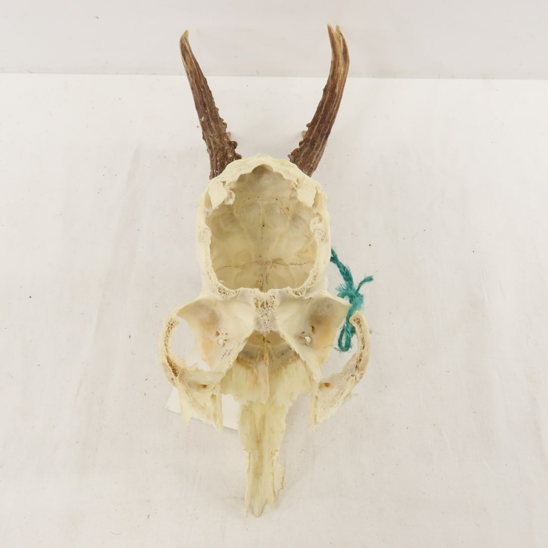 3 German Roe Deer Skulls with Horns - 6