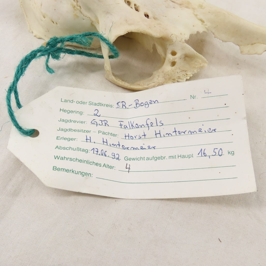 3 German Roe Deer Skulls with Horns - 7