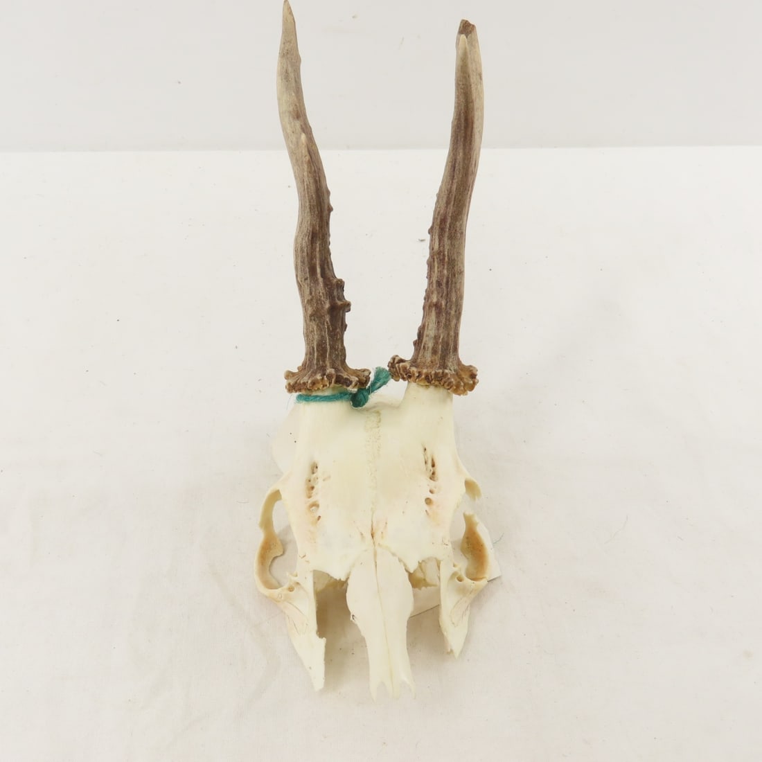 3 German Roe Deer Skulls with Horns - 8