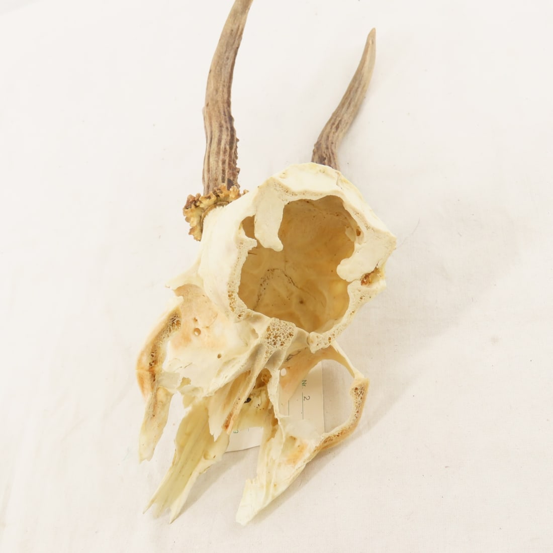 3 German Roe Deer Skulls with Horns - 9