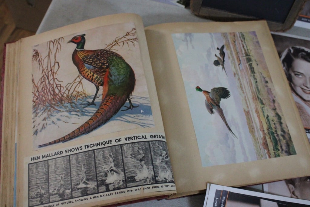Bird Scrapbook, Country School Antique Slate More - 5