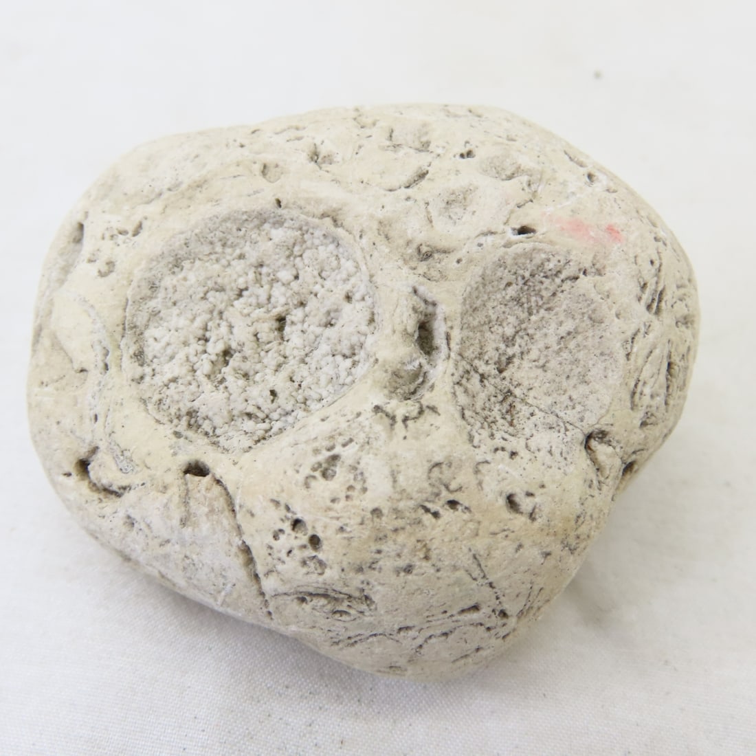 Fossils in rock, coral, ammonites & more - 10