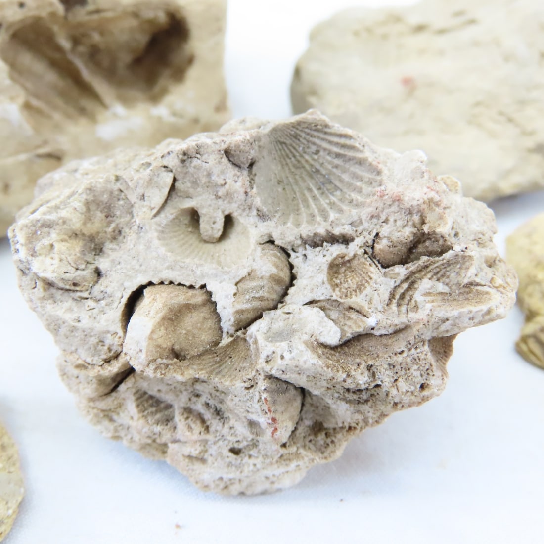 Fossils in rock, coral, ammonites & more - 12