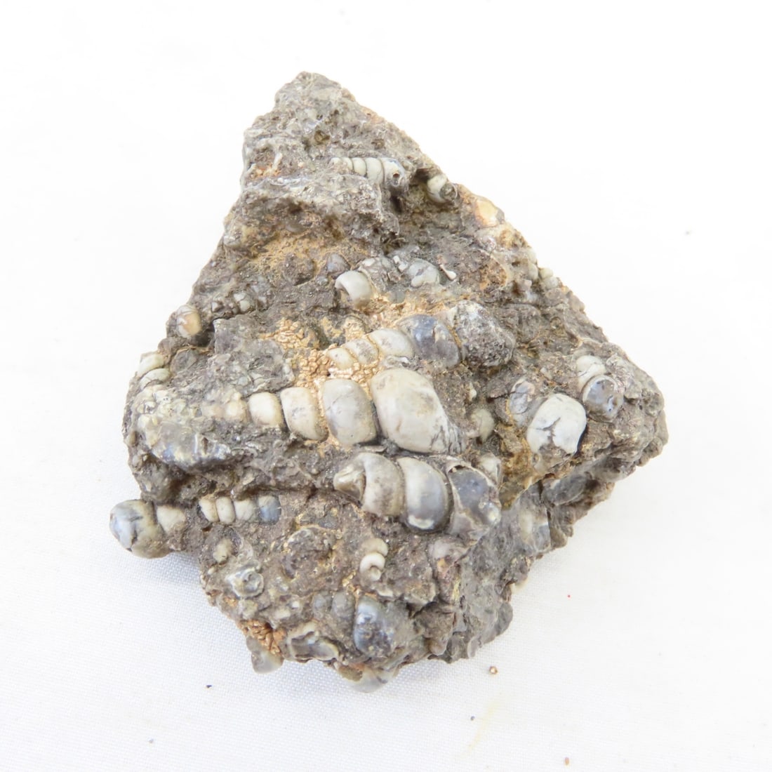 Fossils in rock, coral, ammonites & more - 16